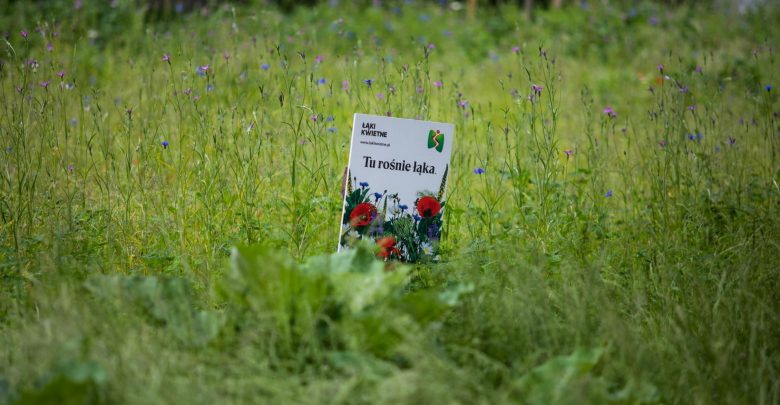 W Bielsku-Białej powstaną kolejne łąki kwietne. Fot. UM w Bielsku-Białej