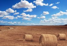 Spis rolny – kogo obejmuje? Powszechny Spis Rolny rusza 1 września (fot.poglądowe/www.pixabay.com)