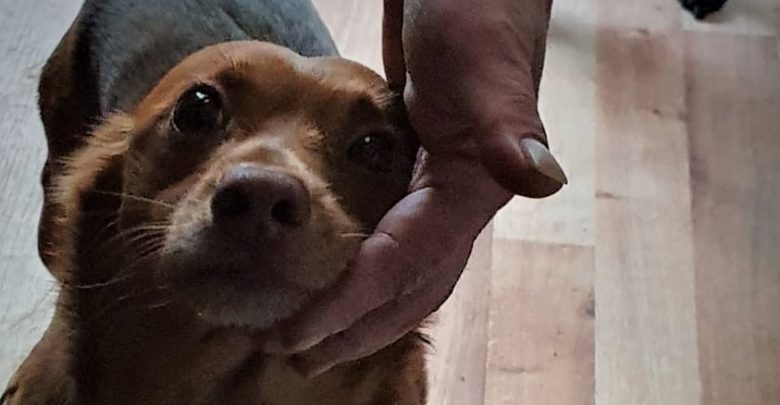 "Misiek" to mały kundelek. Jego właściciel kilka dni temu nagle zmarł, a on został sam w mieszkaniu. Dzięki policjantce z łaziskiego komisariatu zwierzę ma dziś nowy dom