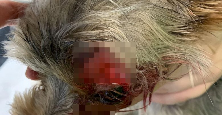 Szedł z nożem po ulicy i pociął dwa Yorki (fot.policja.pl)