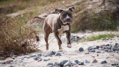 Amstaff pogryzł dwulatkę/fot.pixabay.com