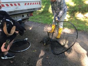 Aligator z Wrocławia złapany. Ale zdaniem służb to raczej kajman (foto: Zarząd Zieleni Miejskiej we Wrocławiu)