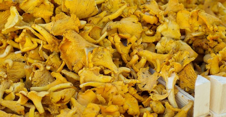 Zgłosił fałszywe zawiadomienie o kradzieży grzybów wartych ponad 30 tys. euro. Grozi mu 8 lat więzienia (fot.poglądowe/www.pixabay.com)
