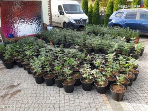 Można powiedzieć, że gliwiccy policjanci wybawili z jeszcze większych kłopotów hodowców roślin. Ale nie tych, które miały być sprzedane pod cmentarzami (fot.KMP Gliwice)