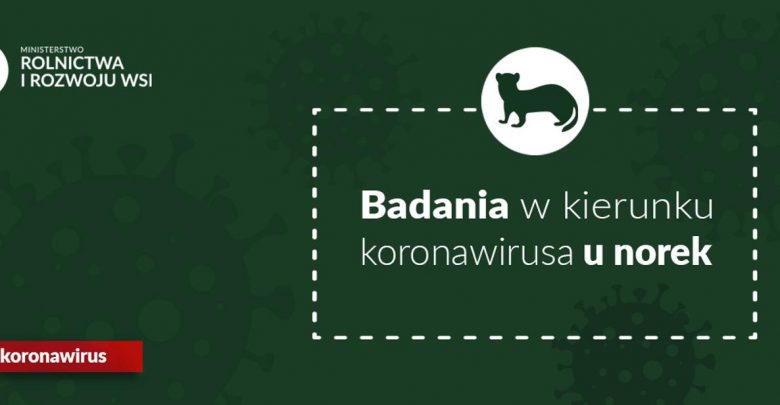 Mutacja koronawirusa na fermie norek. Trwają badania w Polsce (fot.MRiRW)