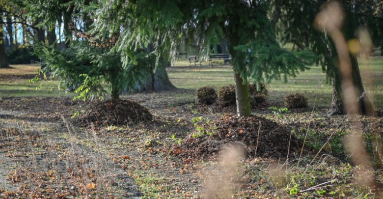 W Częstochowie powstały jeżo-strefy. Mieszkańcy nie niszczcie ich! Fot. UM Częstochowa