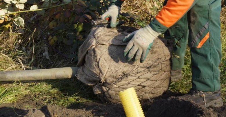 W Gliwicach sadzą kolejne drzewa. Będzie ich 155. Fot. UM Gliwice