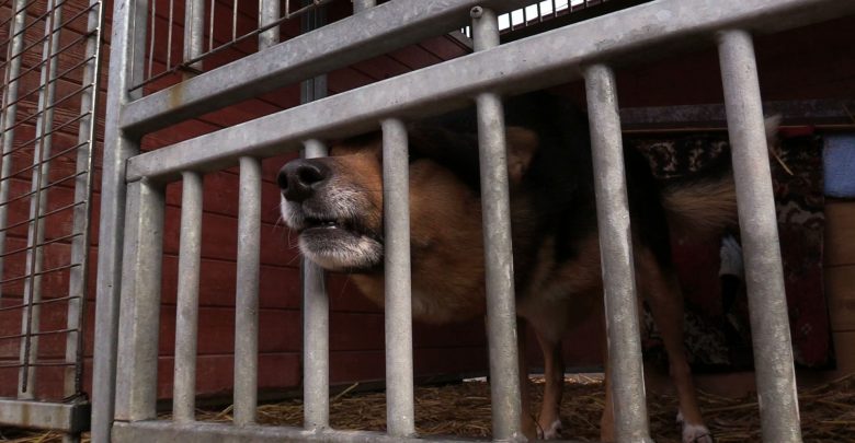 Mysłowice: Schronisko do likwidacji, zwierzęta do adopcji!