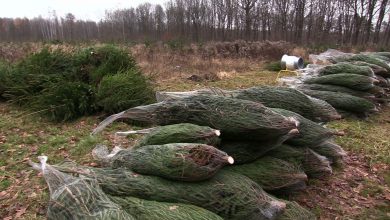 Trudno wyobrazić sobie święta Bożego Narodzenia bez choinki. Wielu z nas w tym czasie staje przed dylematem: sztuczna czy prawdziwa od leśników, a może prosto z lasu?
