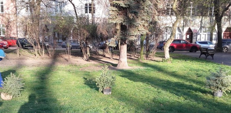 Nie musicie wyrzucać choinki po Bożym Narodzeniu. W Bytomiu je sadzą (fot.UM Bytom)
