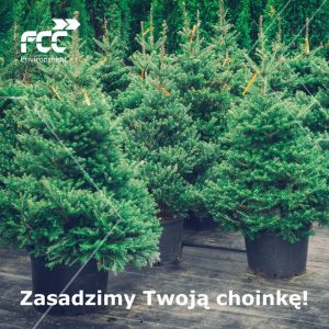 FCC Polska zachęca do tego, by wspólnie podarować świątecznym drzewkom drugie życie – wszystkie choinki dostarczone do firmy zostaną zasadzone na terenach wokół jej zakładów fot,.FCC Polska