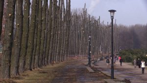 Trwa wycinka drzew w Parku Śląskim. Znikają topole wzdłuż promenady Jerzego Ziętka