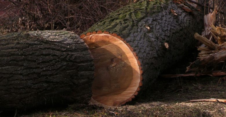 Drzewa w Parku Śląskim idą pod topór. Ten widok nie pasuje do spacerów po parku i niepokoi wiele osób. Jednak, jak tłumaczy specjalista, to normalna kolej rzeczy.