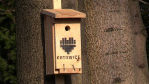 Dziuplaki nie będą bezdomne. Kitku też nie. Katowice i Bytom stawiają domki dla kotów i budki dla ptaków