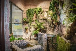 Przebudowa terrarium wyjątkowego żółwia w śląskim ZOO zakończona. Pomogła kasa z 1 procenta (fot.Śląski Ogród Zoologiczny)
