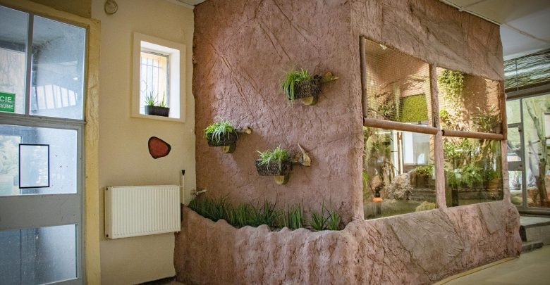 Przebudowa terrarium wyjątkowego żółwia w śląskim ZOO zakończona. Pomogła kasa z 1 procenta (fot.Śląski Ogród Zoologiczny)