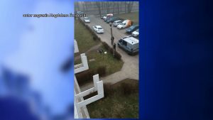 W Zabrzu dzik zaatakował przechodniów i policjantów! Są ranni