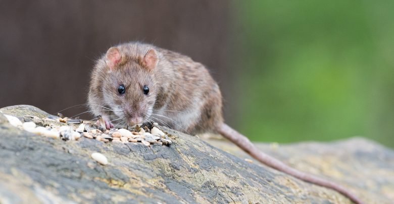 Katowice: Obowiązkowa akcja odszczurzania miasta. Kto odpowiada za deratyzację? (fot.poglądowe/www.pixabay.com)