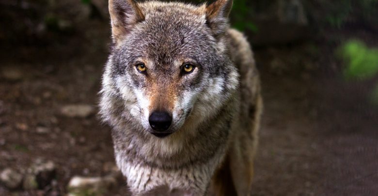 Wilki w okolicach Bielska! Miasto apeluje o ostrożność. Fot. pixabay.com