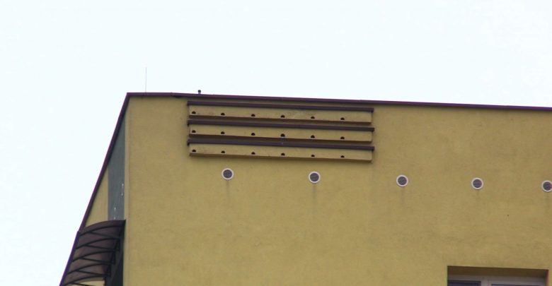 Są lepsze niż pestycydy. Sosnowiec budkami wabi jerzyki. To naturalny wróg komarów!