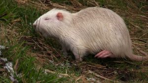 Nutrie z dzielnicy Byczyna w Jaworznie ponownie stały się lokalną atrakcją. Jak szacują mieszkańcy, jest ich już nawet kilkadziesiąt