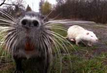 Nutrie z dzielnicy Byczyna w Jaworznie ponownie stały się lokalną atrakcją. Jak szacują mieszkańcy, jest ich już nawet kilkadziesiąt