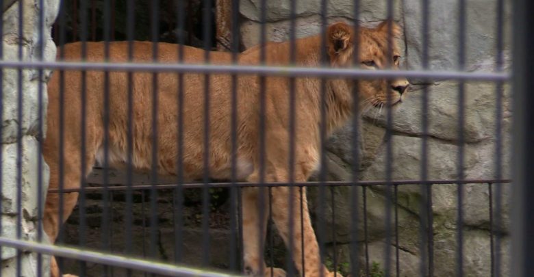 Chorzowskie zoo ma nową lwicę. To Annona