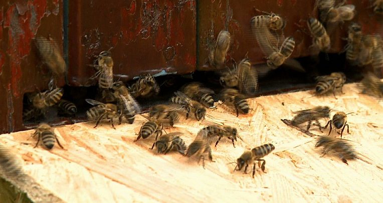 PSZCZOŁY na basenach w Katowicach! Znowu tam wróciły