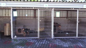 Rybnickie schronisko szuka kochających domów dla swoich podopiecznych. Czeka ponad 50 psów