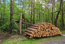 Na terenie dzielnicy Kosztowy w Mysłowicach trwa wycinka drzew. Według wstępnych założeń z powierzchni ma zniknąć aż 11 hektarów lasu, czemu sprzeciwili się mieszkańcy (fot.Fatima Orlińska)