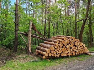 Na terenie dzielnicy Kosztowy w Mysłowicach trwa wycinka drzew. Według wstępnych założeń z powierzchni ma zniknąć aż 11 hektarów lasu, czemu sprzeciwili się mieszkańcy (fot.Fatima Orlińska)