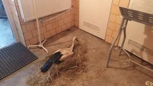 Policja każdemu pomoże. Nawet bocianowi. Biedak miał połamane nogi