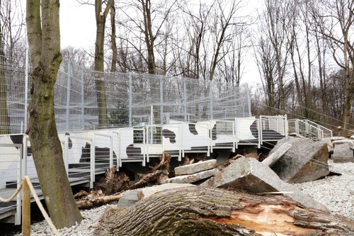 Pantery śnieżne ze śląskiego ZOO mają nowy wybieg. To inwestycja z Marszałkowskiego Budżetu Obywatelskiego (fot.Śląski Ogród Zoologiczny)