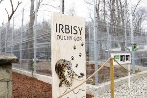 Pantery śnieżne ze śląskiego ZOO mają nowy wybieg. To inwestycja z Marszałkowskiego Budżetu Obywatelskiego (fot.Śląski Ogród Zoologiczny)