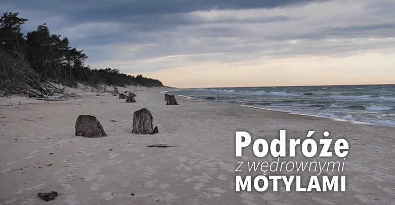 Podróże z Wędrownymi Motylami - Bałtyk - sob. 10:50, nd. 09:45