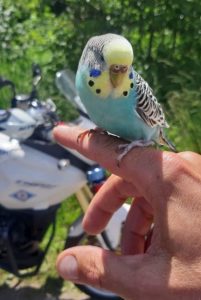Papuga postanowiła skontrolować pracę patrolu policji ;) (fot.policja.pl)