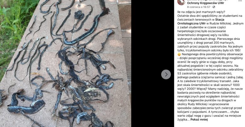 SZOKUJĄCE zdjęcie naukowców! TYLE węży rozjeżdżają samochody. Fot. Zakład Biologii Ewolucyjnej i Ochrony Kręgowców UWr