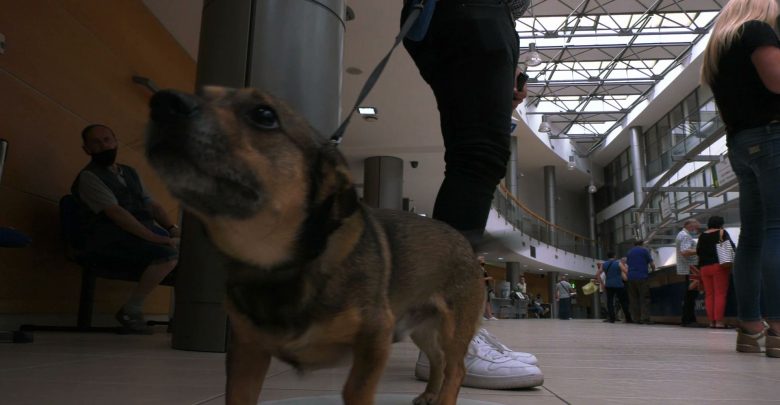 Do urzędu miasta na czterech łapach! Psy mogą wchodzić do magistratu w Dąbrowie Górniczej