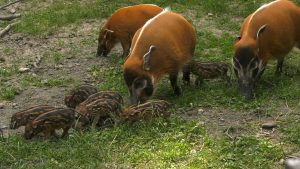 Słodziaki, że można zagłaskać! Małe świnki rzeczne urodziły się w chorzowskim ZOO!
