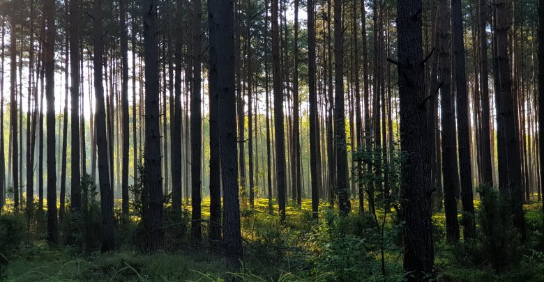 Rozpoczęła się inwentaryzacja lasów. Co ma na celu? (fot.UM Bielsko-Biała)