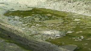 Po dwóch tygodniach od otwarcia ogrodu japońskiego w Parku Śląskim trzeba go było chwilowo zamknąć. Od wtorku trwa dwudniowa przerwa. Wszystko z powodu zwiedzających, którzy kąpali się w wodzie