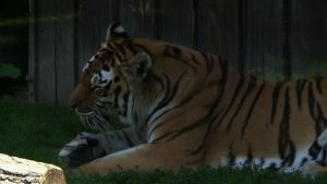 Dzień Tygrysa w chorzowskim ZOO miał dzisiaj podwójny wymiar