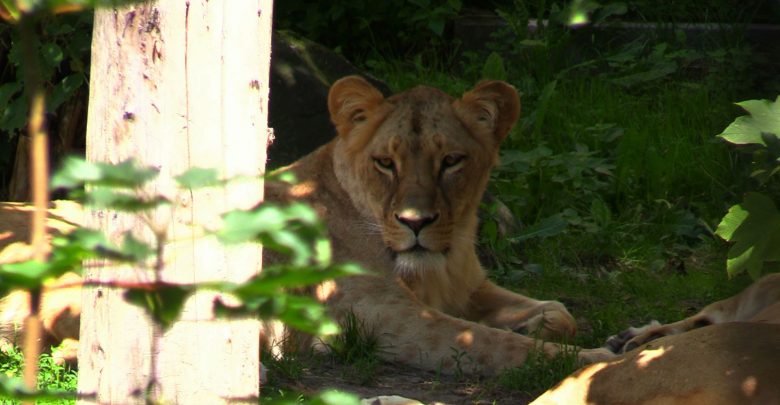 Bolek do Chorzowa przyjechał z Gdańska. Zmarł w wieku zaledwie 6 lat. Śląskie ZOO opłakuje stratę lwa