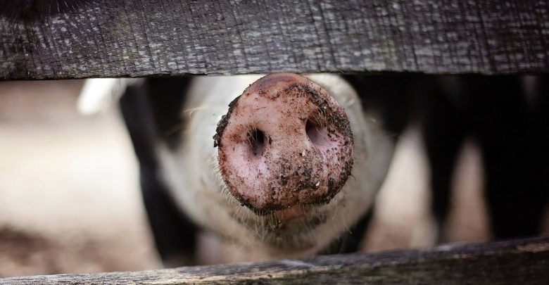 Macie świnie? Dostaniecie fundusze na ich utrzymanie (fot.poglądowe/www.pixabay.com)