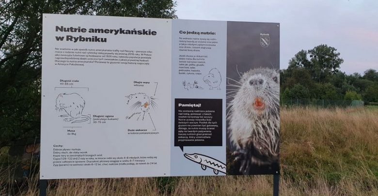 Rybnik: Nutrie doczekały się tablic edukacyjnych (fot.UM Rybnik)