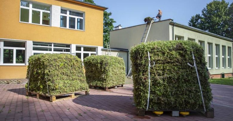 TONY mchu i porostów na dachu. Tychy mają szkołę z zielonym dachem. Fot. UM Tychy