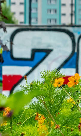 Niby jesień nadchodzi nieubłaganie - a tu proszę! W Zabrzu prawie że botaniczna sensacja - zakwitła spora i piękna łąka. I dodajmy - łąka niezwykła. (fot.UM Zabrze)