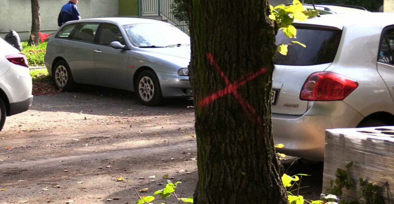 Protest wodzisławian coś zmieni? Przy remoncie ulicy pod topór ma pójść 50 drzew!
