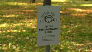 Tu nie zbieramy liści. Może wydawać się to dziwnie - jednak idea słuszna, bo ma dbać o zwierzęta, dla których liście będą stanowiły dom na zbliżająca się zimę