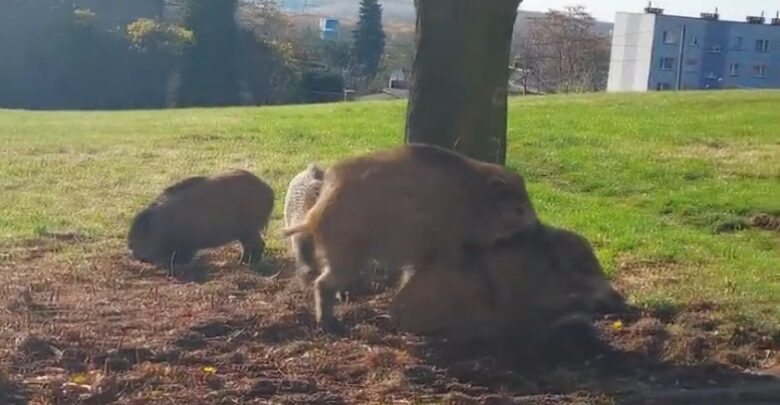 Dziki seks w Jaworznie! Wszystko na oczach mieszkańców. foto: youtube/jaw.pl